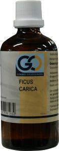 GO Ficus carica (Vijgenboom) - 100 ml